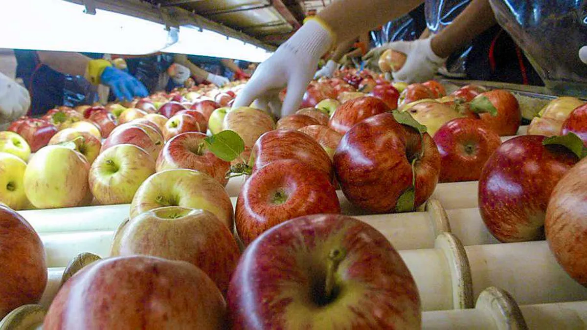Manzana Web Produccion Frutas Y Verduras Empaque De Manzana 030 1024X506 1Jpg | LABRADIO DE NAVIANOS SL